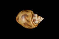 藏品(象牙鳳螺)的圖片